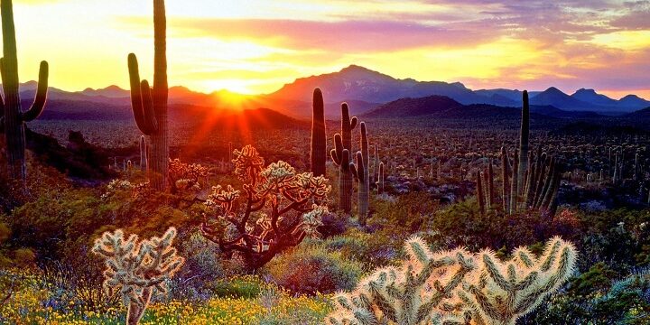 Arizona Sun Rise Cactus Grass Lavender Fields Wallpaper